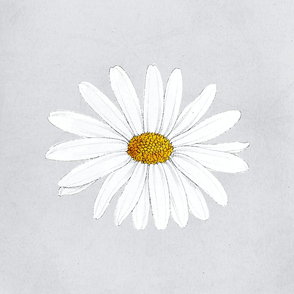 Beautiful Daisy flower template