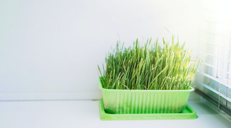 Cat grass for feeding domestic cats on a white windowsill