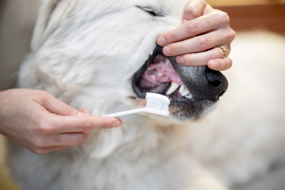 Cleaning dog's teeth with a toothbrush