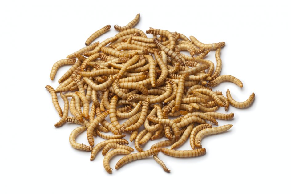 Mealworm larva