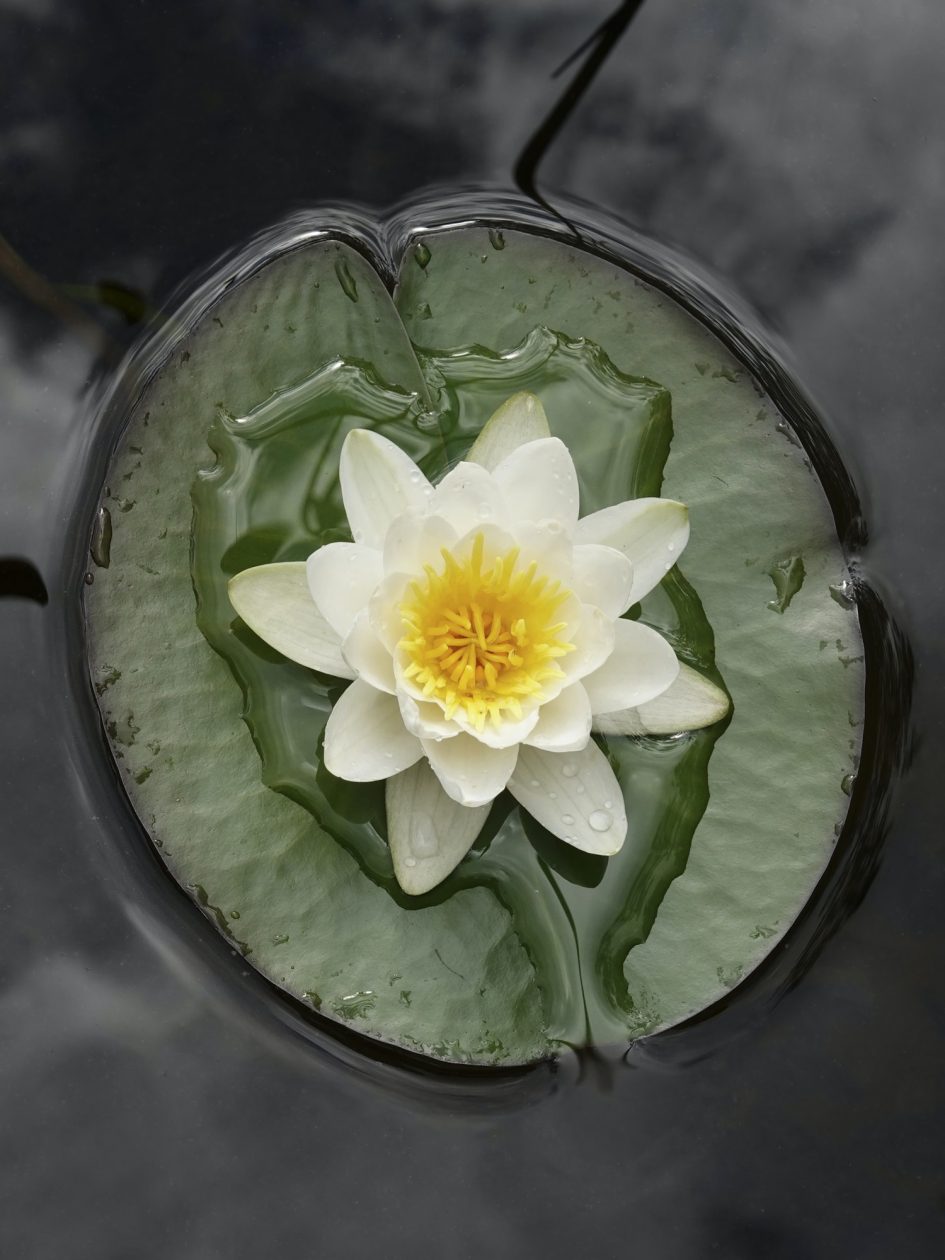 European white water lily (Nymphaea alba)