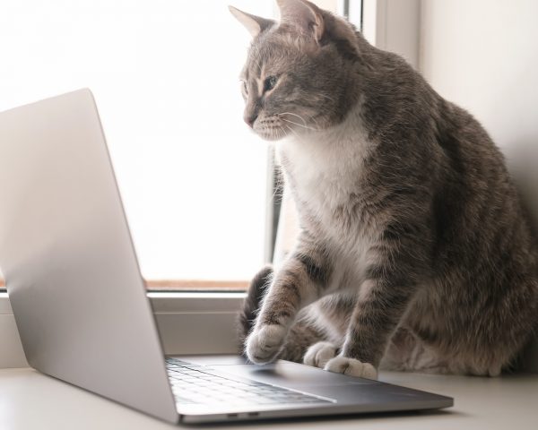 Focused, serious cat works remotely on a laptop, sitting on a windowsill by the window at home