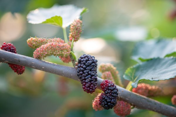 Growing mulberries