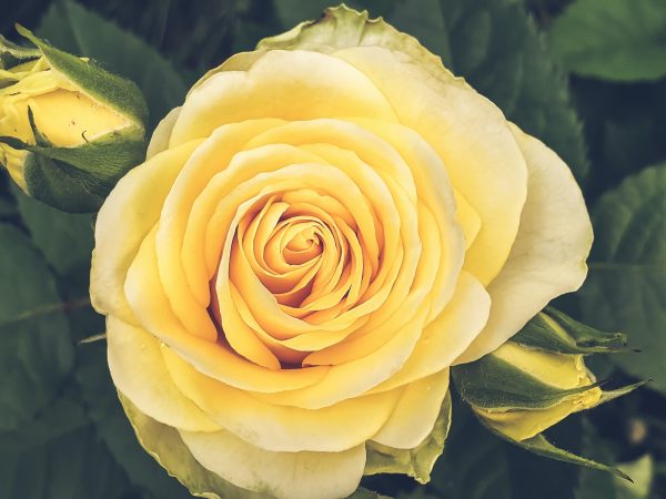 Growing rose close-up
