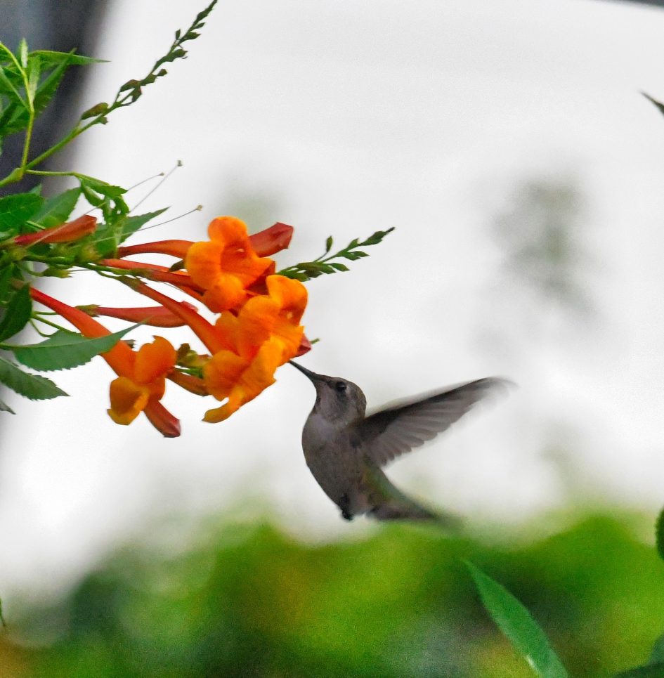 Hummingbird with his snout in the bright orange trumpet flowers