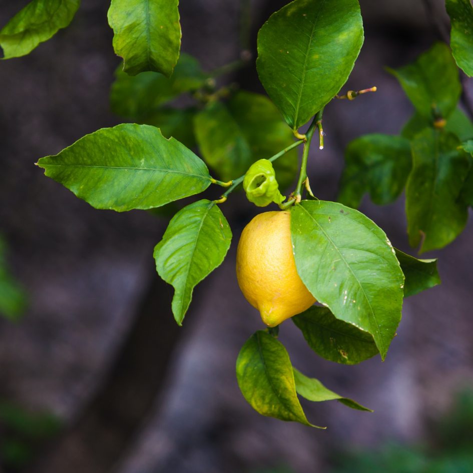 Lemon on the tree.