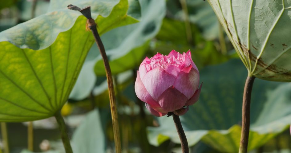 Grow Lotus flower plant in water pond