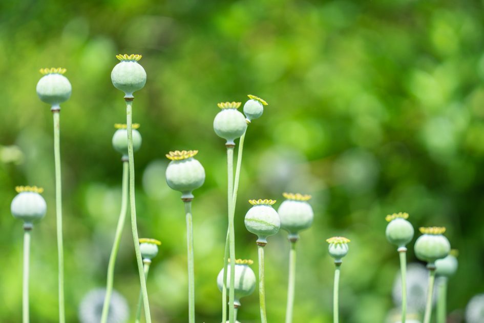 opium poppy or breadseed poppy