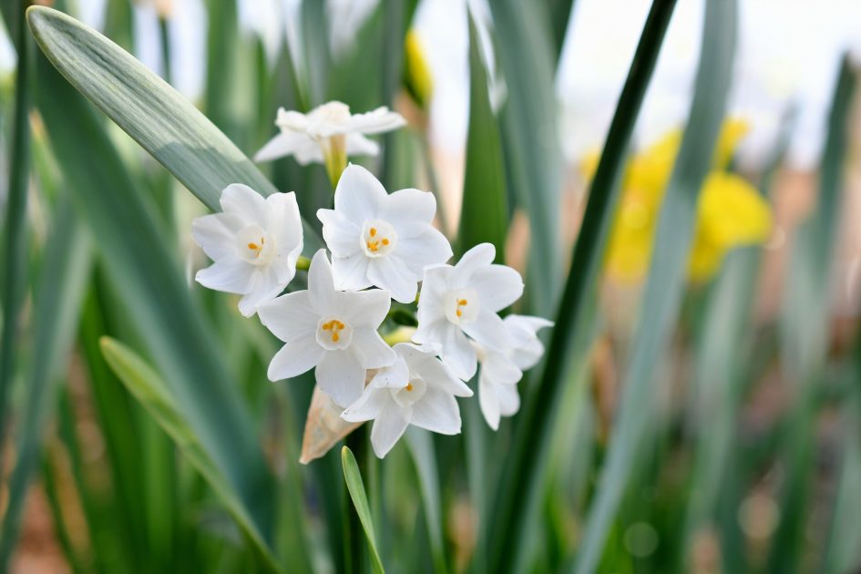 Paperwhites flowers blooming in a garden