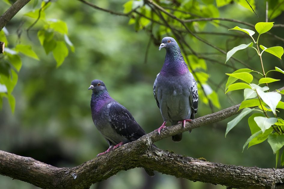 Pigeons in the forest