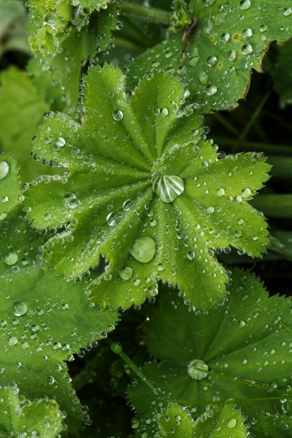 Rain collects in the lush green leaves of Lady Mantle ( Alchemilla Mollis ) after a Summer shower.