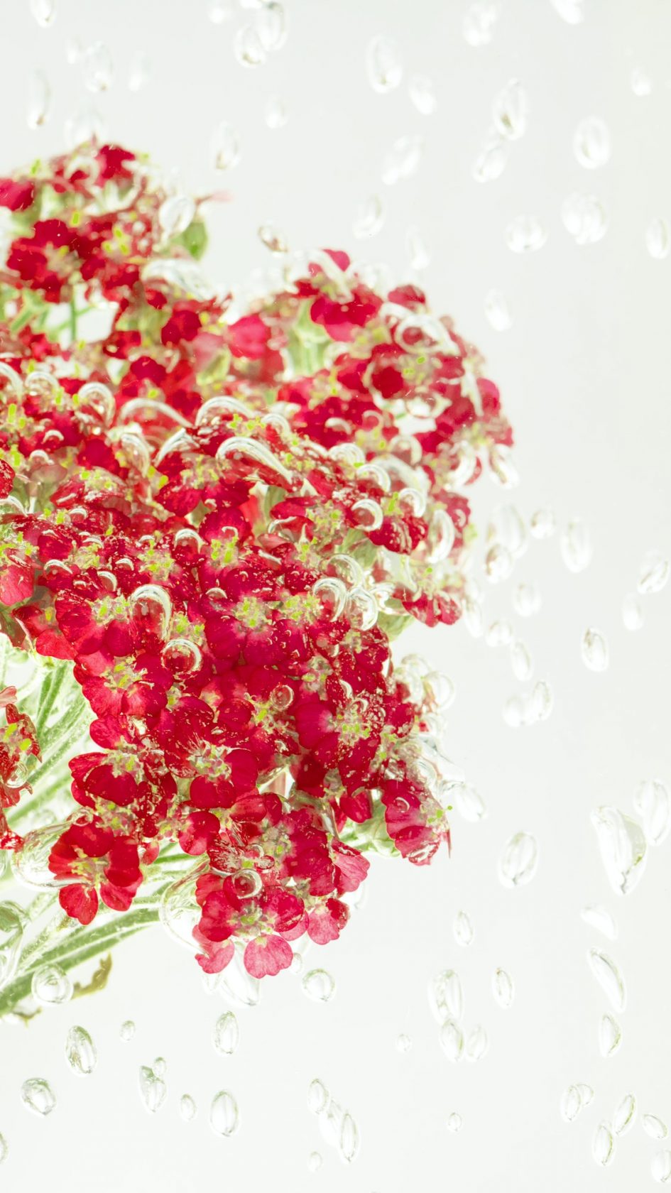 Red yarrow flowers