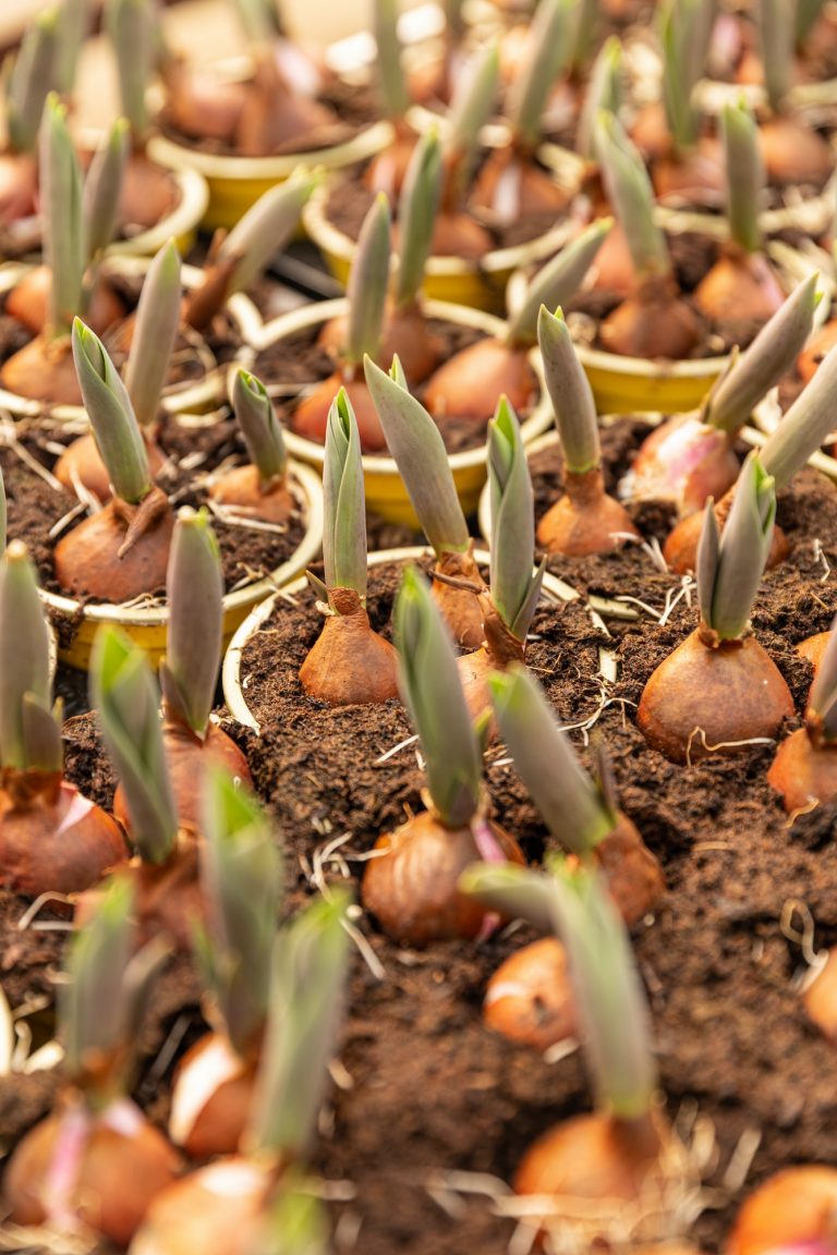 Tulip Bulbs Sprouted 768x1152 