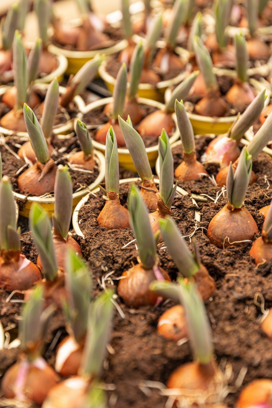 Tulip bulbs sprouted