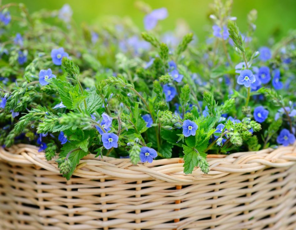 Veronica flowers (Veronica chamaedrys) in a basket