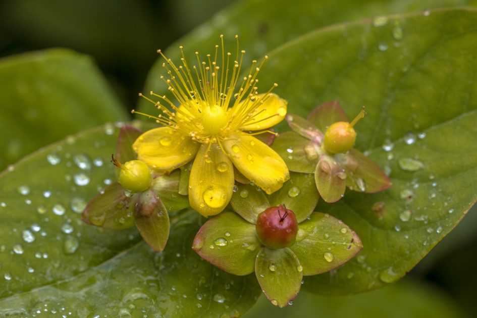 Yellow Hypericum flower with drops