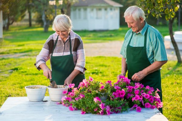 Elderly gardeners working with flowers