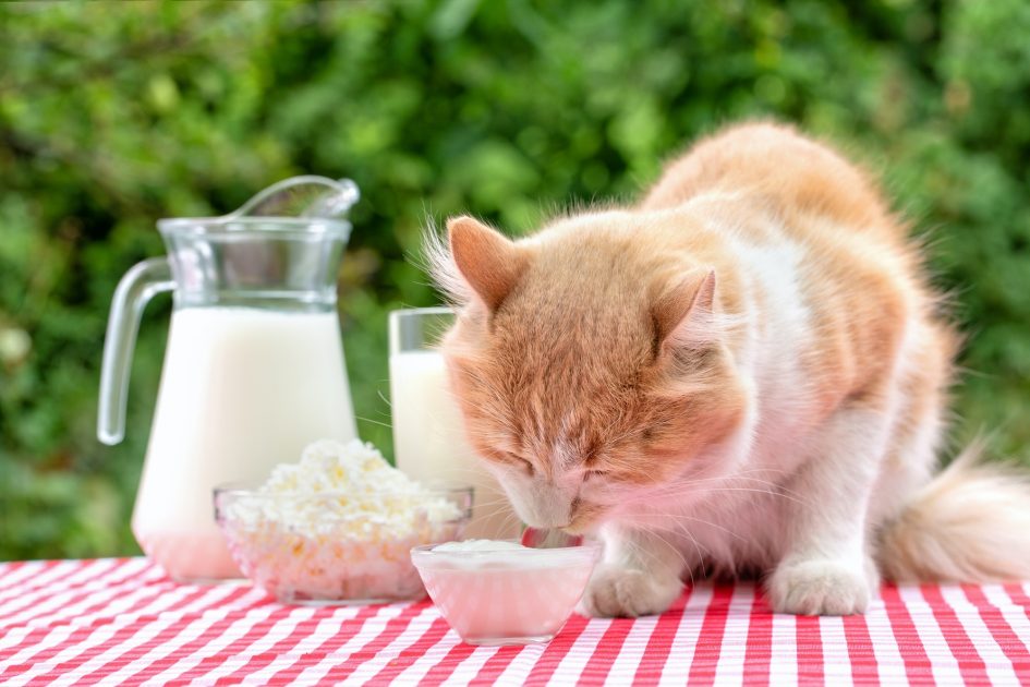 cat on a table with dairy products