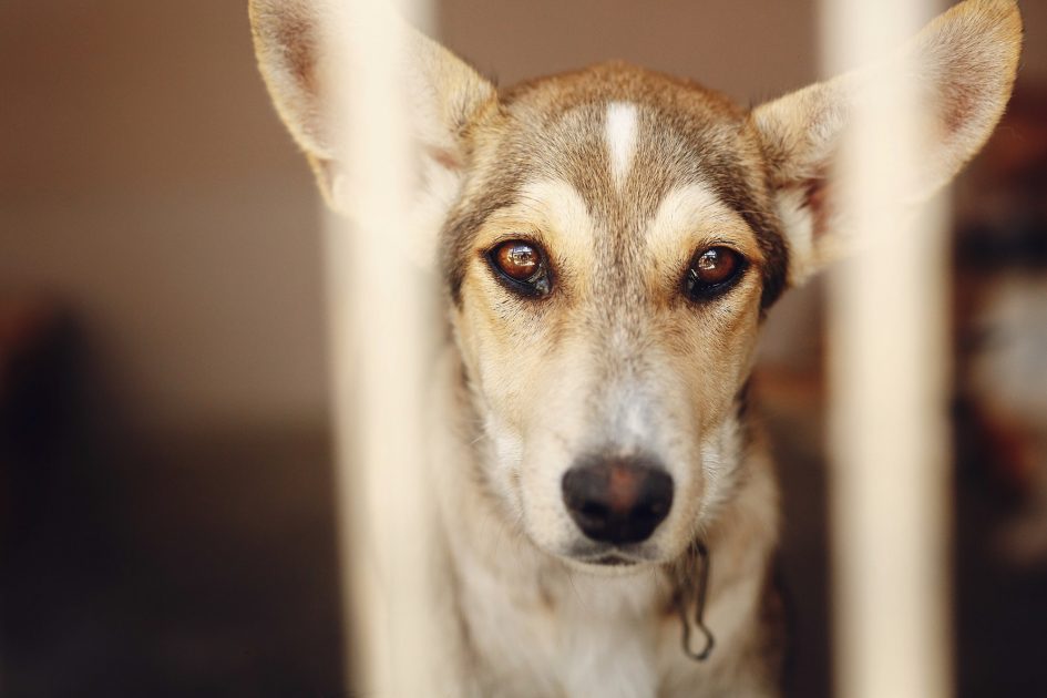 sad dog looking with unhappy eyes and big ears in shelter cage