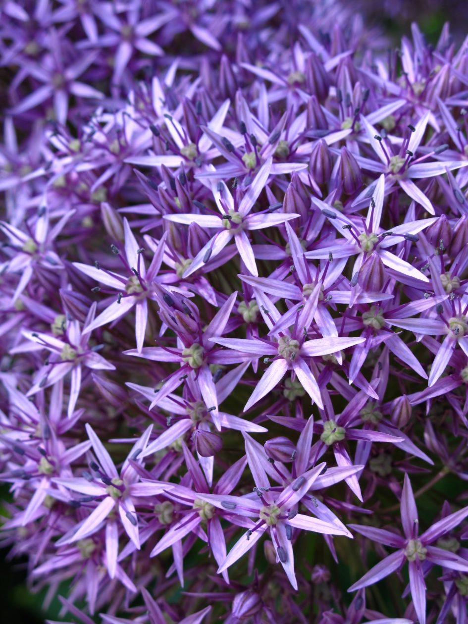 blossoming purple allium background