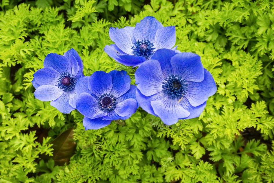 blue anemone coronaria