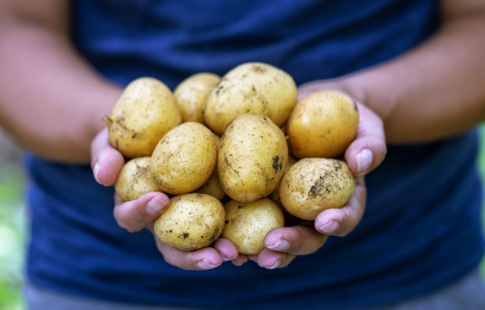 Harvest of potatoes in hands of farmer