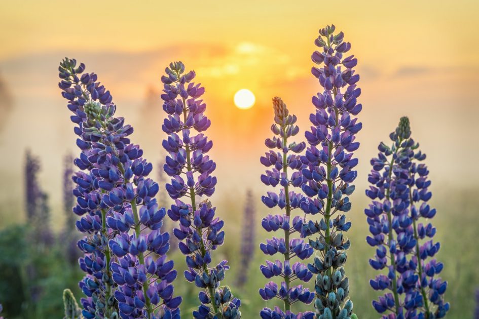 Lupin flowers with rising sun