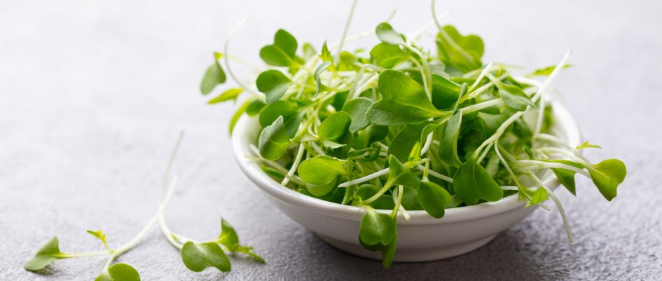 Micro Herbs, Watercress Salad in white bowl. Grey background. Close up. Copy space.