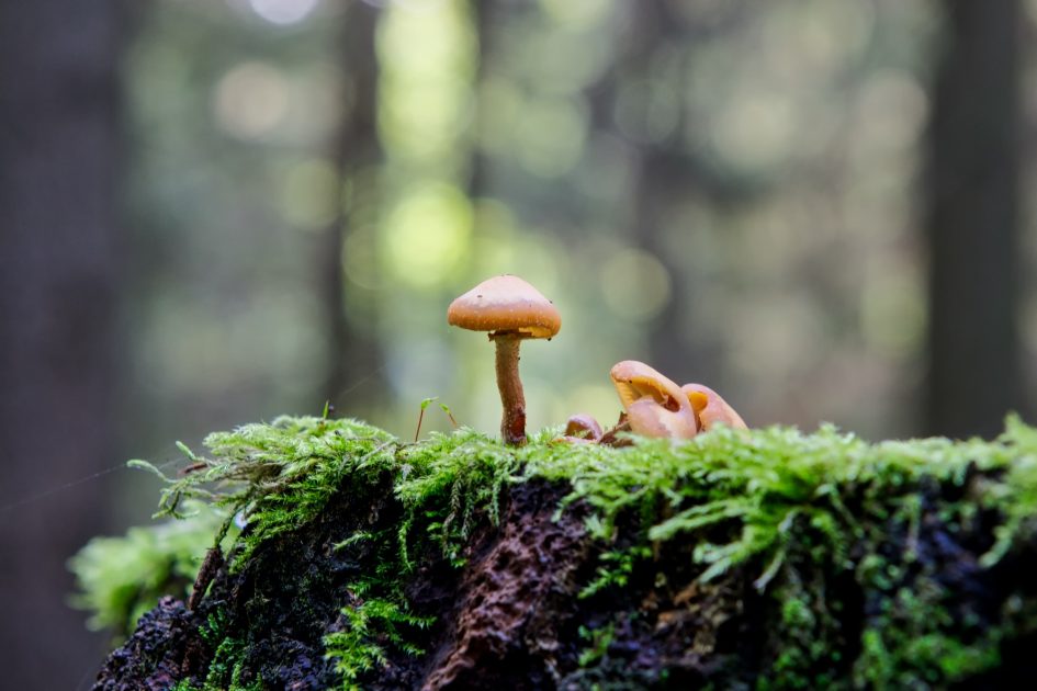 Wild mushrooms growing in a forest