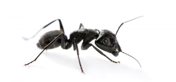 Carpenter ant, Camponotus vagus
