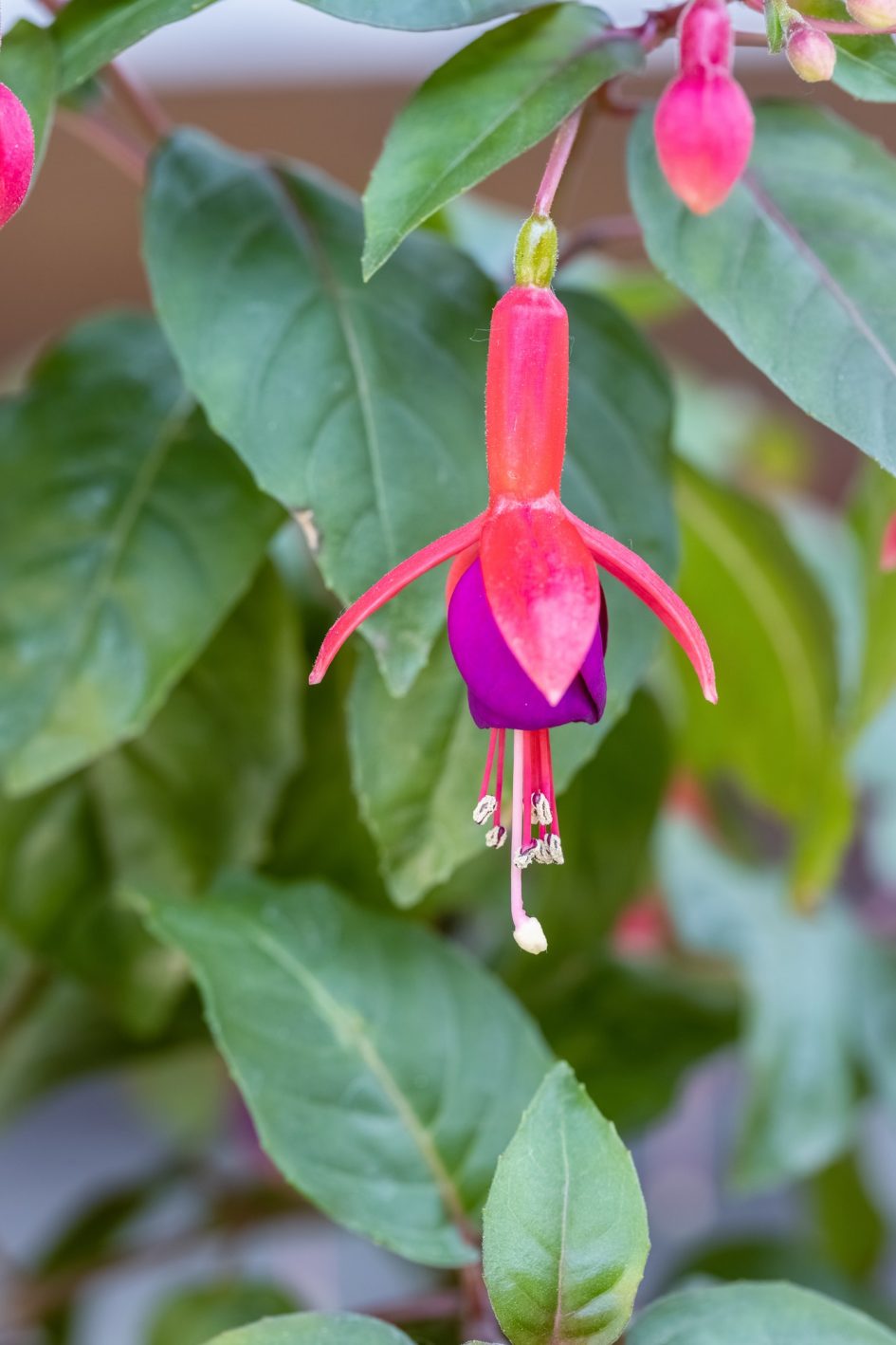 hummingbird fuchsia, bell begonia flower