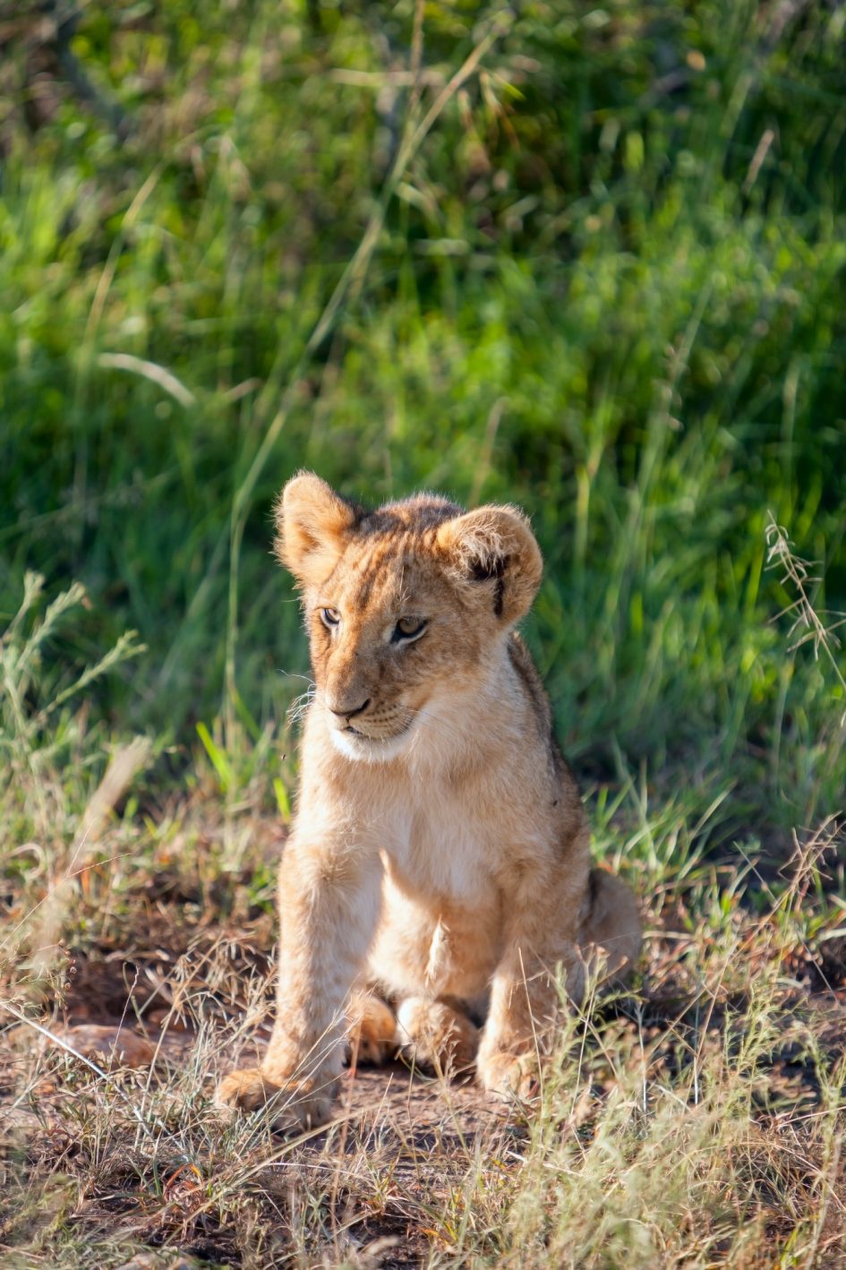 lion cub on the plains Kenya