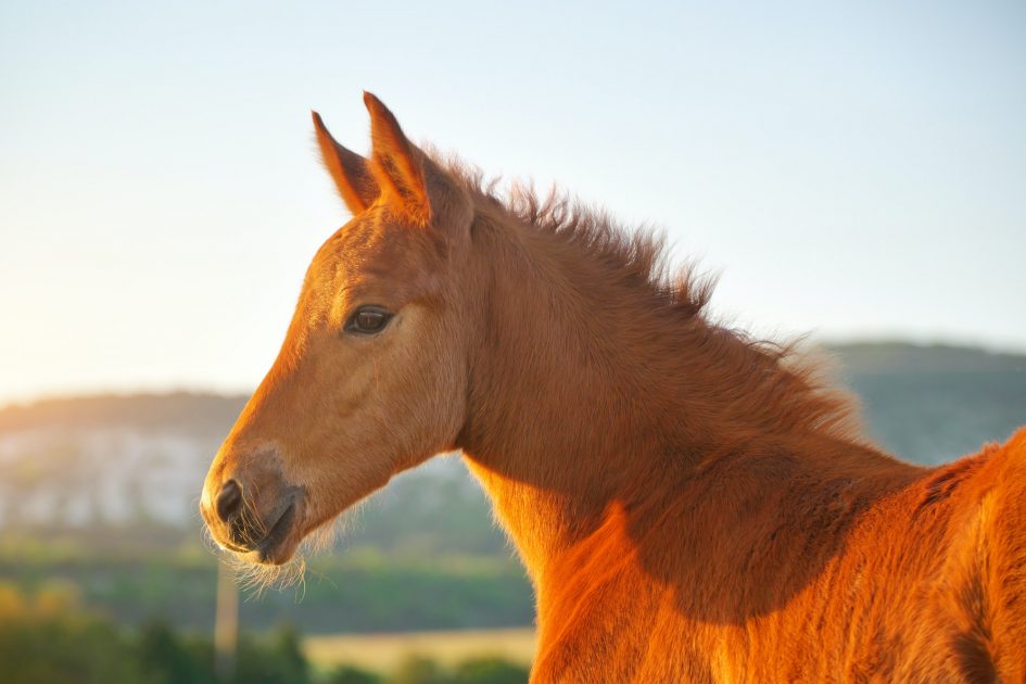 Portrait of young foal.